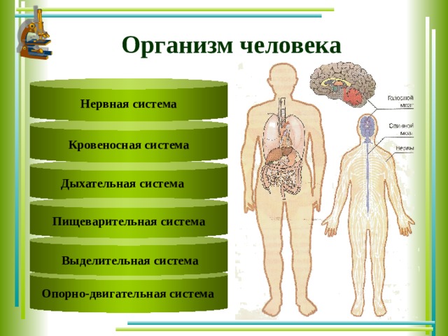 Организм человека Нервная система Кровеносная система Text Дыхательная система Text Пищеварительная система Выделительная система Опорно-двигательная система 