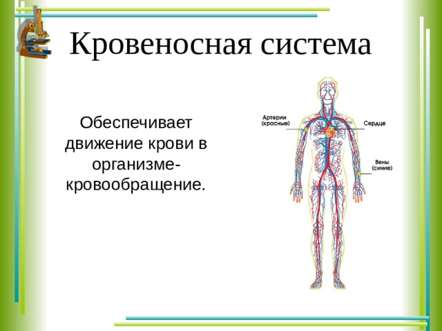 Кровеносная система Обеспечивает движение крови в организме- кровообращение. 