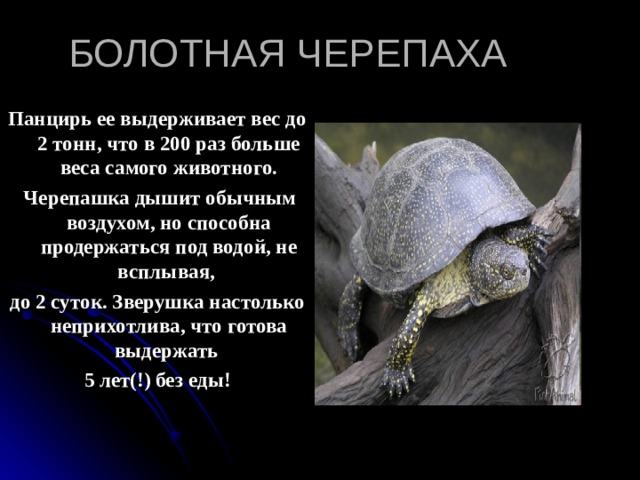 БОЛОТНАЯ ЧЕРЕПАХА Панцирь ее выдерживает вес до 2 тонн, что в 200 раз больше веса самого животного.  Черепашка дышит обычным воздухом, но способна продержаться под водой, не всплывая, до 2 суток. Зверушка настолько неприхотлива, что готова выдержать 5 лет(!) без еды! 