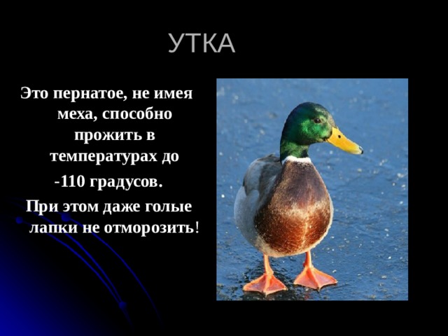УТКА Это пернатое, не имея меха, способно прожить в температурах до  -110 градусов.  При этом даже голые лапки не отморозить ! 