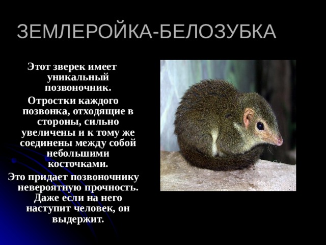 ЗЕМЛЕРОЙКА-БЕЛОЗУБКА Этот зверек имеет уникальный позвоночник.  Отростки каждого позвонка, отходящие в стороны, сильно увеличены и к тому же соединены между собой небольшими косточками.  Это придает позвоночнику невероятную прочность. Даже если на него наступит человек, он выдержит. 