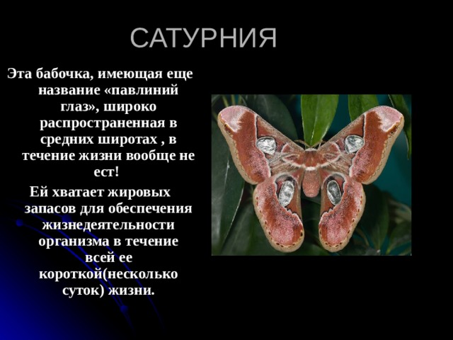 САТУРНИЯ Эта бабочка, имеющая еще название «павлиний глаз», широко распространенная в средних широтах , в течение жизни вообще не ест! Ей хватает жировых запасов для обеспечения жизнедеятельности организма в течение всей ее короткой(несколько суток) жизни. 