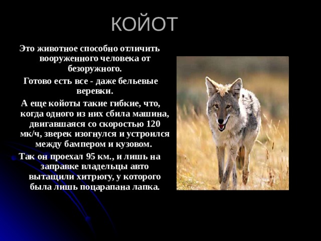 КОЙОТ Это животное способно отличить вооруженного человека от безоружного.  Готово есть все - даже бельевые веревки.  А еще койоты такие гибкие, что, когда одного из них сбила машина, двигавшаяся со скоростью 120 мк/ч, зверек изогнулся и устроился между бампером и кузовом. Так он проехал 95 км., и лишь на заправке владельцы авто вытащили хитрюгу, у которого была лишь поцарапана лапка. 