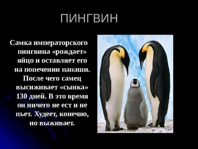 ПИНГВИН Самка императорского пингвина «рождает» яйцо и оставляет его на попечении папаши. После чего самец высиживает «сынка» 130 дней. В это время он ничего не ест и не пьет. Худеет, конечно, но выживает. 