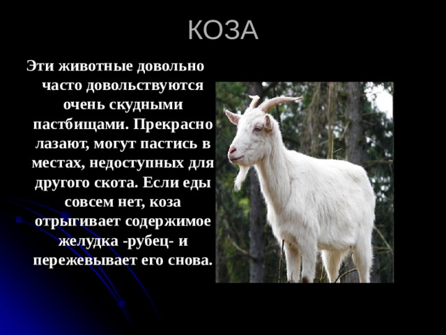 КОЗА Эти животные довольно часто довольствуются очень скудными пастбищами. Прекрасно лазают, могут пастись в местах, недоступных для другого скота. Если еды совсем нет, коза отрыгивает содержимое желудка -рубец- и пережевывает его снова. 