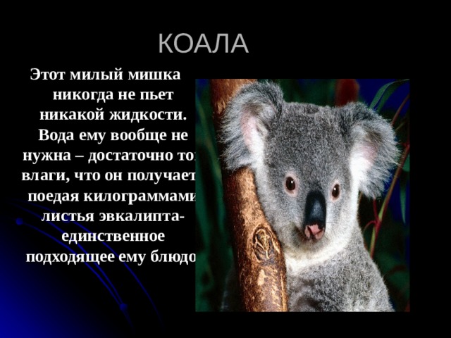 КОАЛА Этот милый мишка никогда не пьет никакой жидкости. Вода ему вообще не нужна – достаточно той влаги, что он получает , поедая килограммами листья эвкалипта- единственное подходящее ему блюдо. 