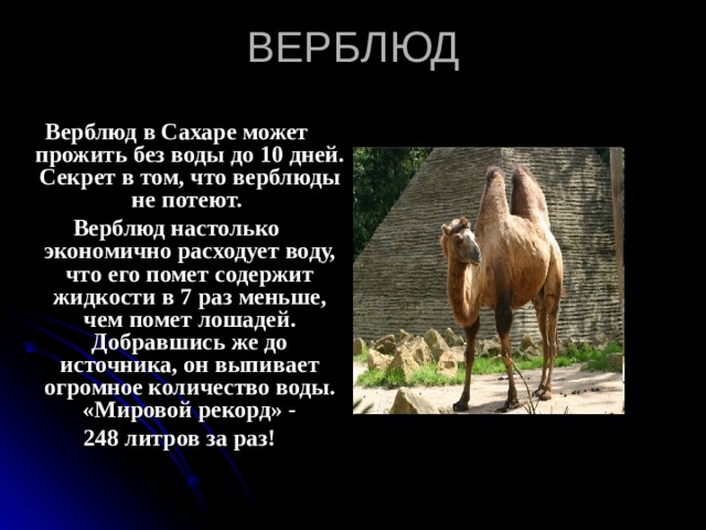 ВЕРБЛЮД Верблюд в Сахаре может прожить без воды до 10 дней. Секрет в том, что верблюды не потеют. Верблюд настолько экономично расходует воду, что его помет содержит жидкости в 7 раз меньше, чем помет лошадей. Добравшись же до источника, он выпивает огромное количество воды. «Мировой рекорд» -  248 литров за раз! 