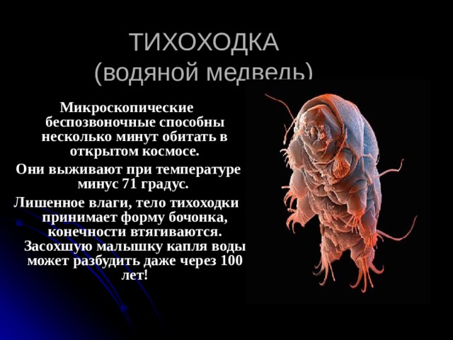 ТИХОХОДКА  (водяной медведь) Микроскопические беспозвоночные способны несколько минут обитать в открытом космосе.  Они выживают при температуре минус 71 градус. Лишенное влаги, тело тихоходки принимает форму бочонка, конечности втягиваются. Засохшую малышку капля воды может разбудить даже через 100 лет! 