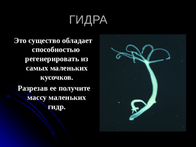 ГИДРА Это существо обладает способностью регенерировать из самых маленьких кусочков.  Разрезав ее получите массу маленьких гидр. 
