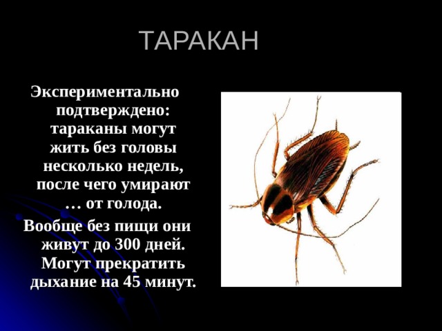 ТАРАКАН Экспериментально подтверждено: тараканы могут жить без головы несколько недель, после чего умирают … от голода.  Вообще без пищи они живут до 300 дней. Могут прекратить дыхание на 45 минут. 