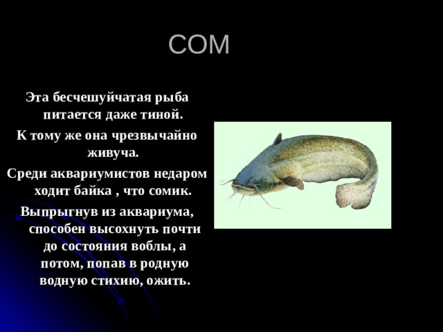 СОМ Эта бесчешуйчатая рыба питается даже тиной. К тому же она чрезвычайно живуча. Среди аквариумистов недаром ходит байка , что сомик. Выпрыгнув из аквариума, способен высохнуть почти до состояния воблы, а потом, попав в родную водную стихию, ожить. 