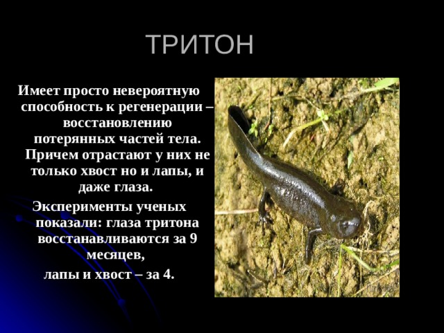 ТРИТОН Имеет просто невероятную способность к регенерации – восстановлению потерянных частей тела. Причем отрастают у них не только хвост но и лапы, и даже глаза. Эксперименты ученых показали: глаза тритона восстанавливаются за 9 месяцев, лапы и хвост – за 4. 