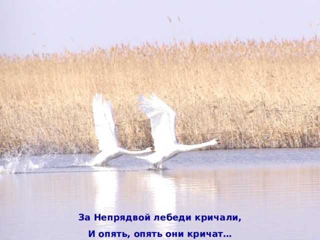 За Непрядвой лебеди кричали, И опять, опять они кричат…