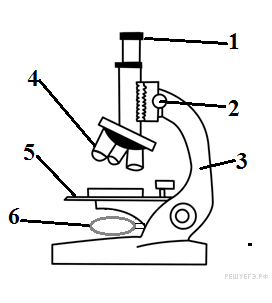 Ученик на уроке изучал устройство микроскопа и делал соответствующие подписи к рисунку какую деталь