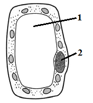 Структура растительной клетки рис 1. Растительная клетка ВПР. Растительная клетка ВПР 6 класс. Рассмотрите рисунок растительной клетки рис 1.
