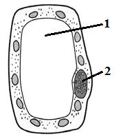 На рисунке изображена растительная клетка какую функцию выполняет часть а
