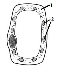 Структура растительной клетки рис 1. Строение растительной клетки ВПР. Растительная клетка ВПР. Структура растительной клетки 6 класс ВПР.