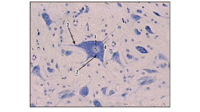  Базофильное вещество в мультиполярных нейронах (спинной мозг, поперечный срез, передние рога, окраска метиленовым синим, большое увеличение): 1 - ядро с ядрышками; 2 - глыбки базофильного вещества в теле нейрона; 3 - глыбки базофильного вещества в основании дендритов; 4 - аксон (отсутствуют глыбки базофильного вещества) 