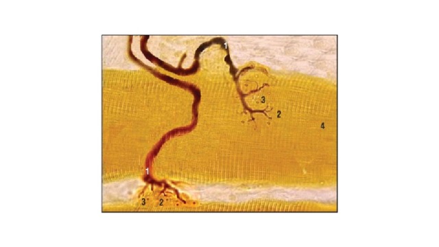 Моторная бляшка. Двигательное окончание на поперечнополосатом скелетном мышечном волокне (импрегнация серебром, иммерсия): 1 - нервное волокно; 2 - терминали нервного волокна (концевые веточки аксона а-мотонейрона передних рогов спинного мозга); 3 - ядра леммоцитов; 4 - мышечное волокно 