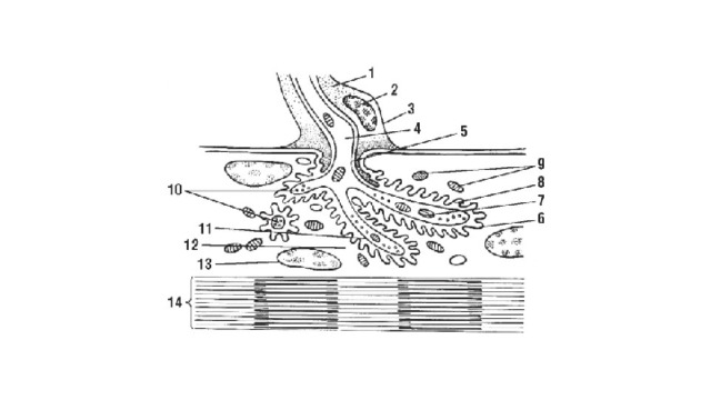 Ультрамикроскопическое строение моторной бляшки (схема по В.Г. Елисееву, Ю.И. Афанасьеву и Е.Ф. Котовскому): 1 - леммоцит (шванновская клетка); 2 - ядро леммоцита; 3 - неврилемма; 4 - аксоплазма; 5 - аксолемма; 6 - сарколемма (постсинаптическая мембрана); 7 - митохондрии нервного отростка; 8 - синаптическая щель; 9 - митохондрии мышечного волокна; 10 - синаптические пузырьки; 11 - аксолемма (пресинаптическая мембрана); 12 - саркоплазма; 13 - ядро мышечного волокна; 14 - миофибриллы 