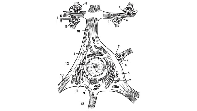 Схема ультрамикроструктуры нейрона (по В.Г. Елисееву, Ю.И. Афанасьеву и Е.Ф. Котовскому): 1 - ак- содендритический синапс; 2 - аксосоматический синапс; 3 - пресинаптические пузырьки; 4 - синаптическая щель; 5 - пресинаптическая мембрана; 6 - постсинаптическая мембрана; 7 - гранулярная эндоплазматическая сеть; 8 - митохондрии; 9 - комплекс Гольджи; 10 - нейрофиламенты; 11 - ядро нейрона; 12 - ядрышко; 13 - аксон 