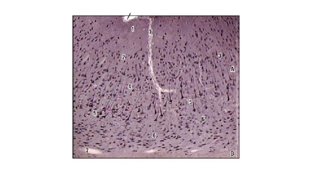 Кора полушарий большого мозга. Цитоархитектоника (импрегнация серебром): А - кора (серое вещество); Б: мягкая мозговая оболочка; 1 - молекулярный слой; 2 - наружный зернистый слой; 3 - пирамидный слой; 4 - внутренний зернистый слой; 5 - ганглионарный слой; 6 - слой полиморфных клеток; В: белое вещество; 7 - кровеносные сосуды 