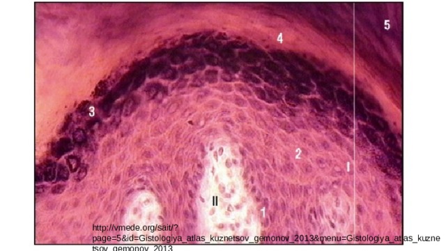 Многослойный плоский ороговевающий эпителий (эпидермис). Кожа пальца (окраска гематоксилином и эозином, большое увеличение): I - многослойный плоский ороговевающий эпителий: 1 - базальный слой клеток; 2 - шиповатый слой; 3 - зернистый слой; 4 - блестящий слой; 5 - роговой слой; II - рыхлая соединительная ткань (дерма) http://vmede.org/sait/?page=5&id=Gistologiya_atlas_kuznetsov_gemonov_2013&menu=Gistologiya_atlas_kuznetsov_gemonov_2013 
