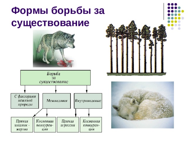 Соотнесите картинку и форму борьбы за существование