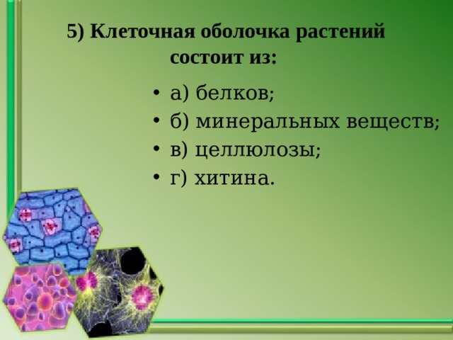 5) Клеточная оболочка растений состоит из: а) белков; б) минеральных веществ; в) целлюлозы; г) хитина. 