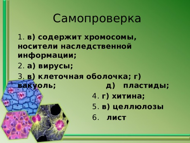 Самопроверка 1. в) содержит хромосомы, носители наследственной информации; 2. а) вирусы; 3. в) клеточная оболочка; г) вакуоль; д) пластиды;  4. г) хитина;  5. в) целлюлозы  6. лист 