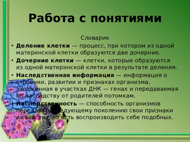 Работа с понятиями Словарик Деление клетки  — процесс, при котором из одной материнской клетки образуются две дочерние. Дочерние клетки  — клетки, которые образуются из одной материнской клетки в результате деления. Наследственная информация  — информация о строении, развитии и признаках организма, заложенная в участках ДНК — генах и передаваемая по наследству от родителей потомкам. Наследственность  — способность организмов передавать следующему поколению свои признаки и свойства, то есть воспроизводить себе подобных. 