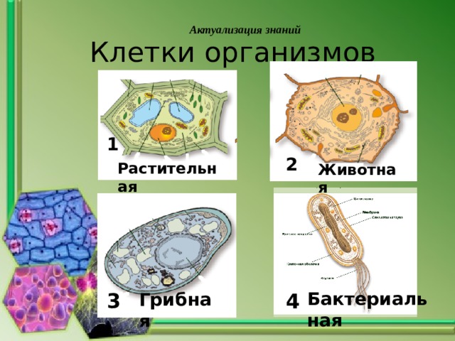 Клетки организмов Актуализация знаний 1 Животная 2 Растительная Бактериальная 3 4 Грибная 