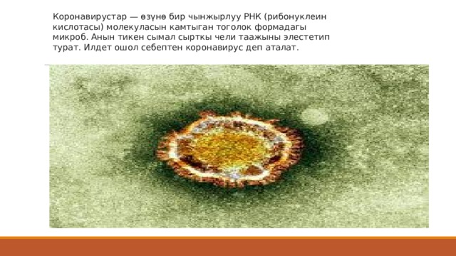 Коронавирустар — өзүнө бир чынжырлуу РНК (рибонуклеин кислотасы) молекуласын камтыган тоголок формадагы микроб. Анын тикен сымал сырткы чели таажыны элестетип турат. Илдет ошол себептен коронавирус деп аталат.   