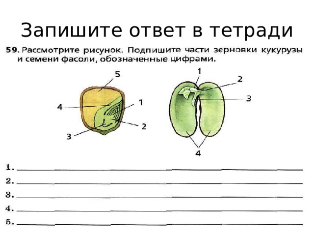 Запишите ответ в тетради 