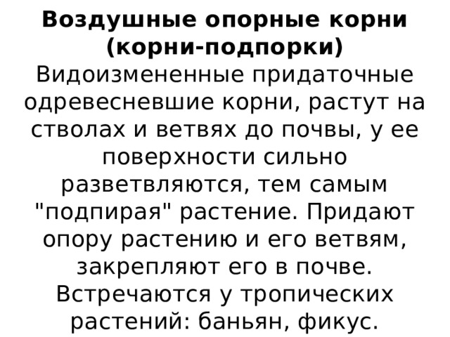 Воздушные опорные корни (корни-подпорки)  Видоизмененные придаточные одревесневшие корни, растут на стволах и ветвях до почвы, у ее поверхности сильно разветвляются, тем самым 