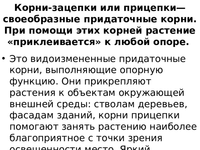 Корни-зацепки или прицепки— своеобразные придаточные корни. При помощи этих корней растение «приклеивается» к любой опоре.  Это видоизмененные придаточные корни, выполняющие опорную функцию. Они прикрепляют растения к объектам окружающей внешней среды: стволам деревьев, фасадам зданий, корни прицепки помогают занять растению наиболее благоприятное с точки зрения освещенности место. Яркий примеры - плющ, ваниль. 