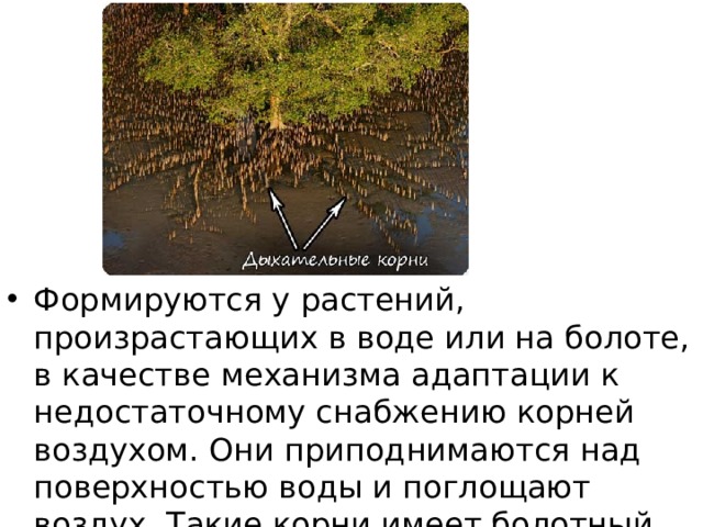 Формируются у растений, произрастающих в воде или на болоте, в качестве механизма адаптации к недостаточному снабжению корней воздухом. Они приподнимаются над поверхностью воды и поглощают воздух. Такие корни имеет болотный кипарис (таксодиум). 