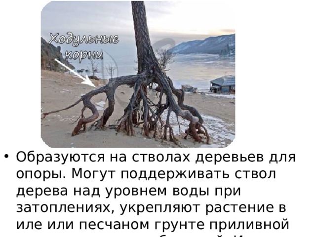 Образуются на стволах деревьев для опоры. Могут поддерживать ствол дерева над уровнем воды при затоплениях, укрепляют растение в иле или песчаном грунте приливной полосы морских побережий. Имеются у пандануса. 