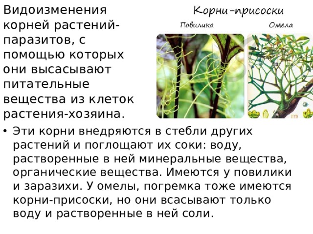 Видоизменения корней растений-паразитов, с помощью которых они высасывают питательные вещества из клеток растения-хозяина. Эти корни внедряются в стебли других растений и поглощают их соки: воду, растворенные в ней минеральные вещества, органические вещества. Имеются у повилики и заразихи. У омелы, погремка тоже имеются корни-присоски, но они всасывают только воду и растворенные в ней соли. 