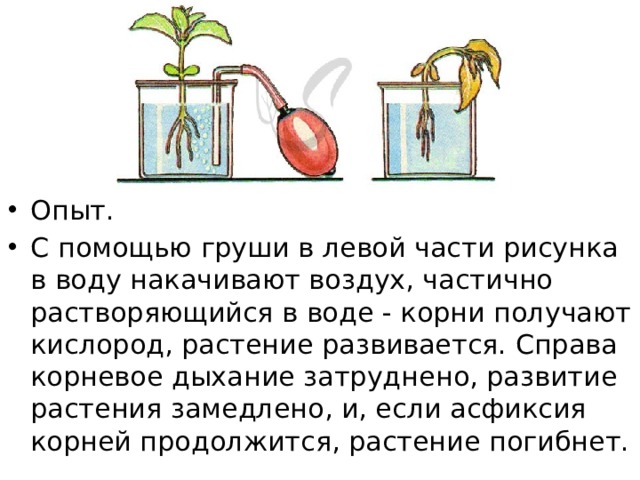 Опыт. С помощью груши в левой части рисунка в воду накачивают воздух, частично растворяющийся в воде - корни получают кислород, растение развивается. Справа корневое дыхание затруднено, развитие растения замедлено, и, если асфиксия корней продолжится, растение погибнет. 