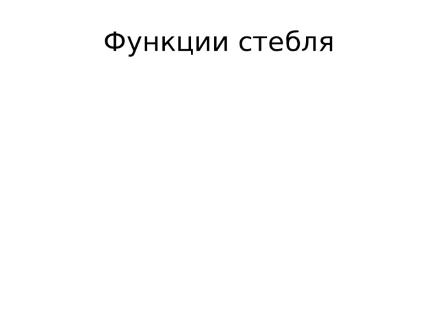 Функции стебля 