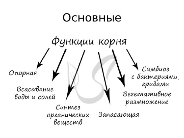 Основные 