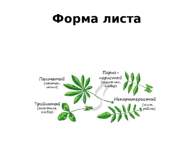 Форма листа 