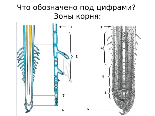 Что обозначено под цифрами?  Зоны корня: 