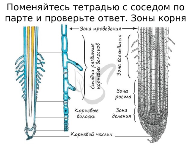 С соседом по парте спрогнозируйте развитие событий в случае победы пугачева