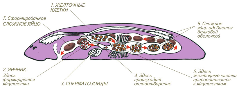 Жизненный цикл планарии белой схема