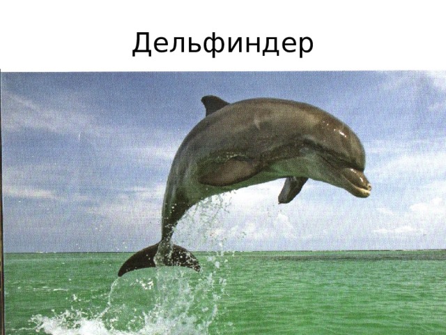 Дельфиндер 