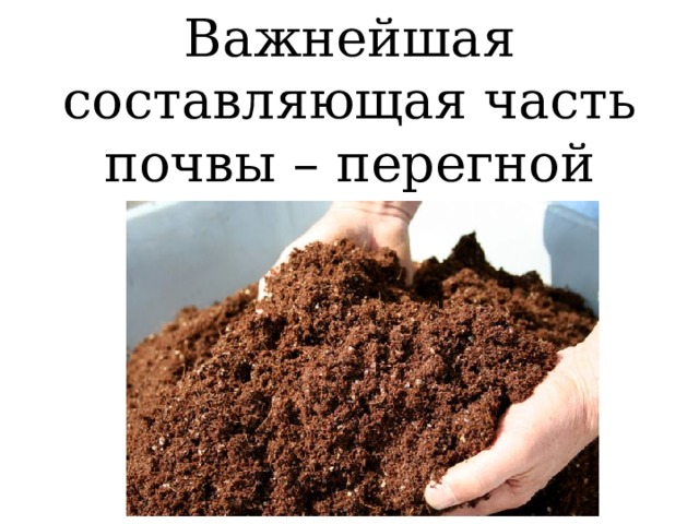 Важнейшая составляющая часть почвы – перегной (гумус). 