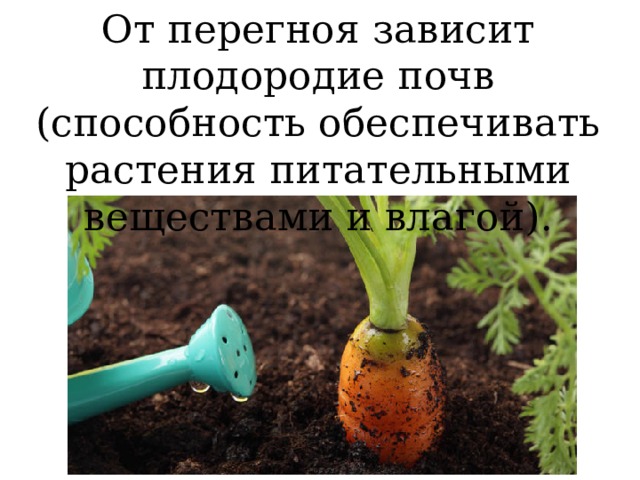 От перегноя зависит плодородие почв (способность обеспечивать растения питательными веществами и влагой).  