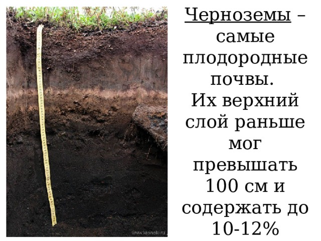 Черноземы – самые плодородные почвы. Их верхний слой раньше мог превышать 100 см и содержать до 10-12% перегноя. 